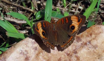 Brown Butterfly (Buckeye?)