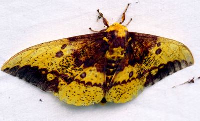 Imperial Moth from overnight UV sheet collection
