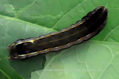 Lined Caterpillar
