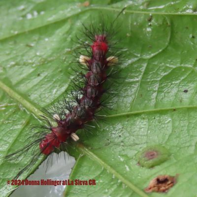 Red Black and white Caterpillar