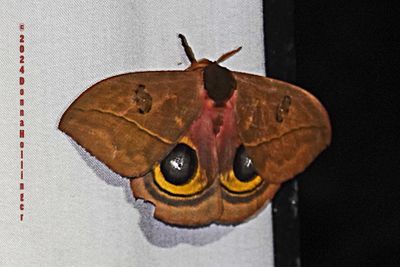 Eyed Silk Moth (Automeris)