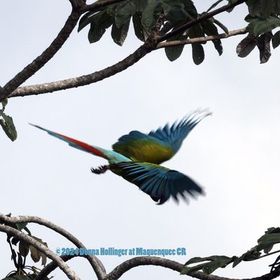 Great Green Macaw starting his descent from Cecropia Tree