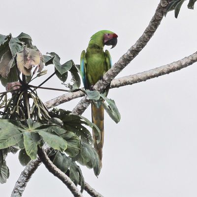 Great Green Macaw on a Cecropia Tree