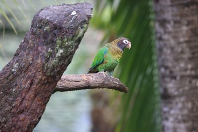 Brown-Hooded Parrot
