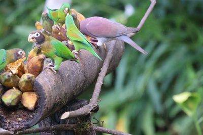 Three orange-chinned Parrakeets and 2 Brown Hooded Parrots