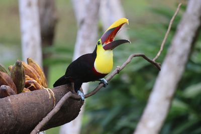 This Chestnut Mandibled Toucan was with a group of Oropendulas (montezumas)