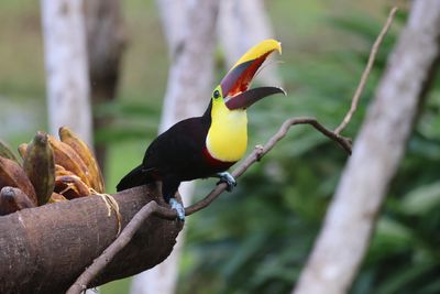 this Chestnut Mandibled Toucan was with a group of Oropendulas (montezumas)