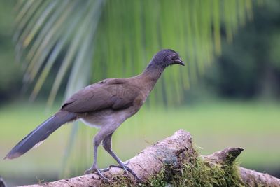 Grey headed Chachalaca