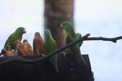 Three orange-chinned Parrakeets and 2 Brown Hooded Parrots