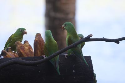 Three orange-chinned Parrakeets