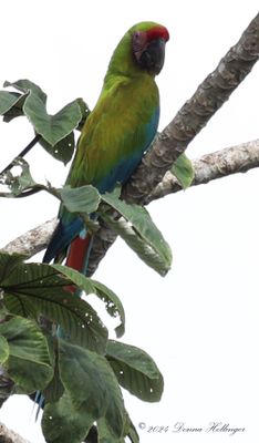 Great Green Macaw on a Cecropia Tree