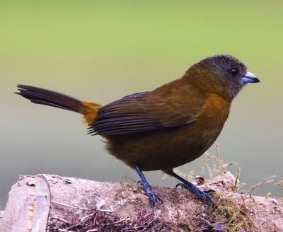 Scarlet Rumped (female) Tanager