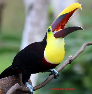 Toucan showing His Tongue