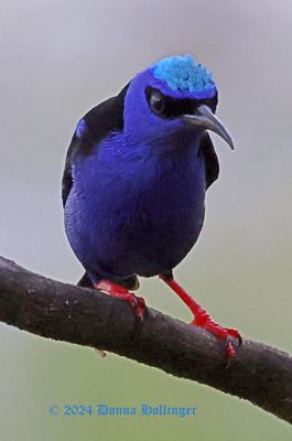 Red Legged Honeycreeper EXCITED