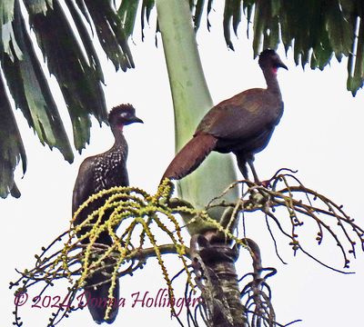 Male and Female Crested Guans in a Palm Tree