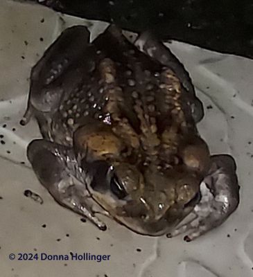 Toad in Costa Rica