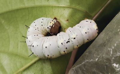White and Brown Caterpillar (skipper)