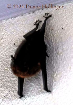 One of the bats at La Selva 