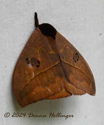 Handsome Brown Moth