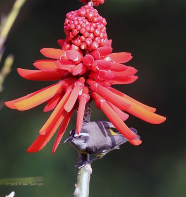 Ginger inflorescence with a Bananaquit underneath!