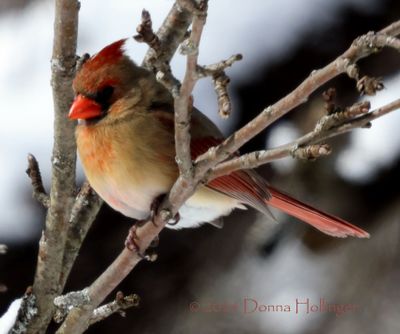 Female Cardinal (hope she stays)