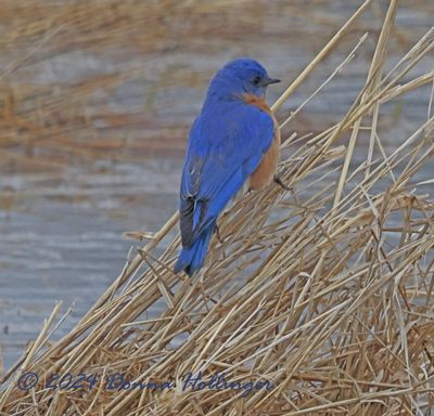 About 10 or more Male Bluebirds were feeding on insects/larvae