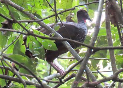 Not sure what kind but it is a Guan