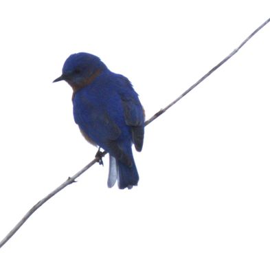 Perched Blue Bird