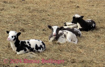 Three Baby Goats