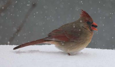 Hungry Female Cardinal shows up!