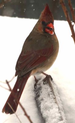 Female Cardinal Regular visitor