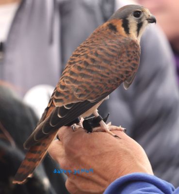 This Kestrel was being shown at an Owl Show at VINS 