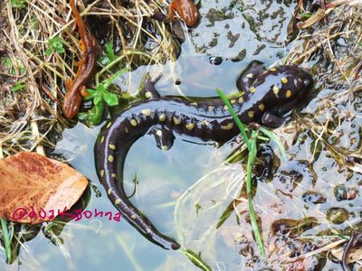 Salamander migrating to the pond