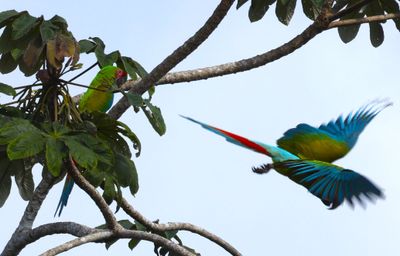 Two Great Green Macaws in the Cecropia Tree 