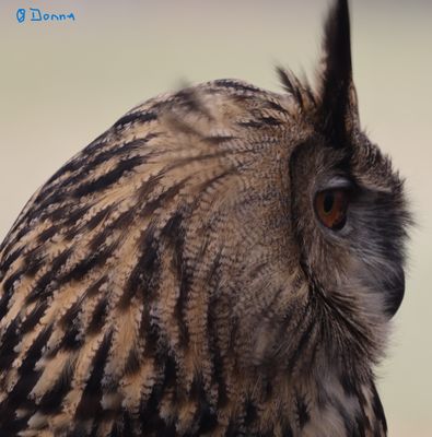 Eurasian Eagle Owl