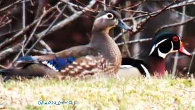 MAle and Female Woodduck in a Neighbor's pond