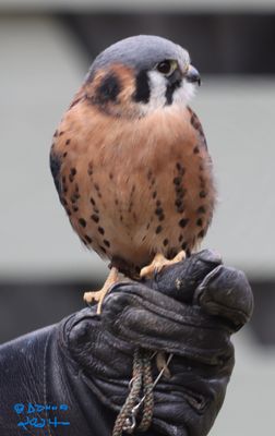 This Kestrel was being shown at an Owl Show at VINS