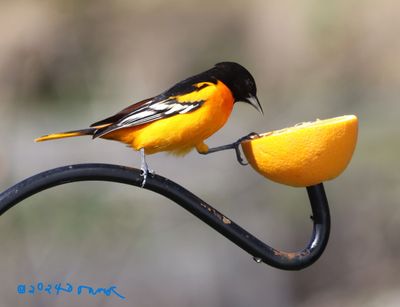 Baltimore Oriole eating our orange!