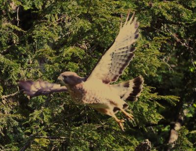 Broadwinged Hawk Taking off