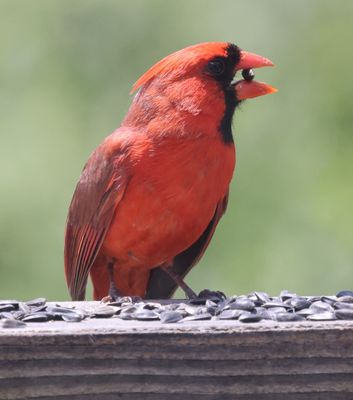 Male Cardinal