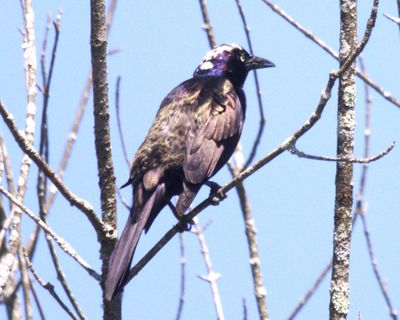Grackle With White spots on his head