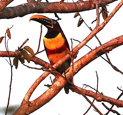 Chestnut Eared Aracari