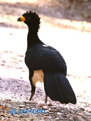 Bare Faced Curassow