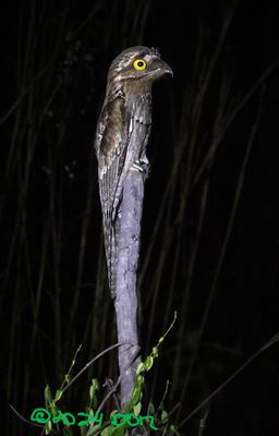 Common Potoo