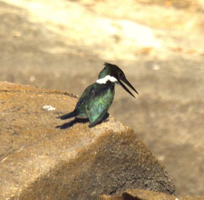 Ringed KingFisher