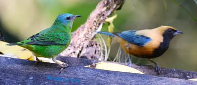 Macuquinho Lodge (a hide) female Dacnis and Buurnished Buff Tanager