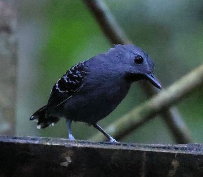 Scaled Back Antbird bathing in a hide