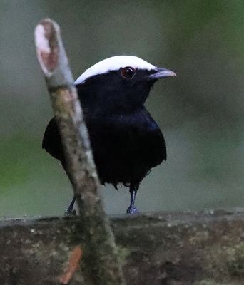 SnowCapped Manakin
