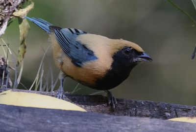 Burnished-buff Tanager near a water bath