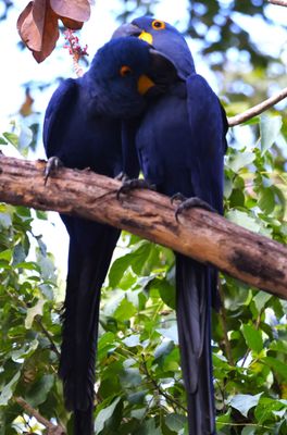Hyacinth Macaw Pair at Aymara